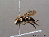  ( - BC ZSM HYM 08455)  @13 [ ] CreativeCommons - Attribution Non-Commercial Share-Alike (2010) Stefan Schmidt SNSB, Zoologische Staatssammlung Muenchen