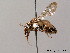  (Biastes emarginatus - BC ZSM HYM 08489)  @13 [ ] CreativeCommons - Attribution Non-Commercial Share-Alike (2010) Stefan Schmidt SNSB, Zoologische Staatssammlung Muenchen