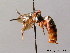  ( - BC ZSM HYM 08497)  @13 [ ] CreativeCommons - Attribution Non-Commercial Share-Alike (2010) Stefan Schmidt SNSB, Zoologische Staatssammlung Muenchen