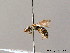  ( - BC ZSM HYM 08513)  @11 [ ] CreativeCommons - Attribution Non-Commercial Share-Alike (2010) Stefan Schmidt SNSB, Zoologische Staatssammlung Muenchen