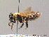  (Andrena limata - BC ZSM HYM 07696)  @13 [ ] CreativeCommons - Attribution Non-Commercial Share-Alike (2010) Stefan Schmidt SNSB, Zoologische Staatssammlung Muenchen