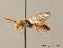  (Nomada piccioliana - BC ZSM HYM 07757)  @11 [ ] CreativeCommons - Attribution Non-Commercial Share-Alike (2010) Stefan Schmidt SNSB, Zoologische Staatssammlung Muenchen