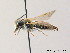  (Andrena ventralis - BC ZSM HYM 08274)  @15 [ ] CreativeCommons - Attribution Non-Commercial Share-Alike (2010) Stefan Schmidt SNSB, Zoologische Staatssammlung Muenchen