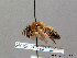  ( - BC ZSM HYM 08647)  @11 [ ] CreativeCommons - Attribution Non-Commercial Share-Alike (2010) Stefan Schmidt SNSB, Zoologische Staatssammlung Muenchen