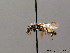  (Andrena distinguenda - BC ZSM HYM 08671)  @14 [ ] CreativeCommons - Attribution Non-Commercial Share-Alike (2010) Stefan Schmidt SNSB, Zoologische Staatssammlung Muenchen