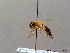  (Andrena confinis - BC ZSM HYM 08673)  @14 [ ] CreativeCommons - Attribution Non-Commercial Share-Alike (2010) Stefan Schmidt SNSB, Zoologische Staatssammlung Muenchen
