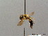  ( - BC ZSM HYM 08674)  @14 [ ] CreativeCommons - Attribution Non-Commercial Share-Alike (2010) Stefan Schmidt SNSB, Zoologische Staatssammlung Muenchen