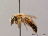  ( - BC ZSM HYM 08695)  @13 [ ] CreativeCommons - Attribution Non-Commercial Share-Alike (2010) Stefan Schmidt SNSB, Zoologische Staatssammlung Muenchen