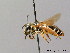  (Andrena similis - BC ZSM HYM 08699)  @15 [ ] CreativeCommons - Attribution Non-Commercial Share-Alike (2010) Stefan Schmidt SNSB, Zoologische Staatssammlung Muenchen