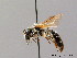  (Andrena lathyri - BC ZSM HYM 08705)  @15 [ ] CreativeCommons - Attribution Non-Commercial Share-Alike (2010) Stefan Schmidt SNSB, Zoologische Staatssammlung Muenchen