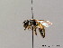  (Andrena coitana - BC ZSM HYM 08720)  @14 [ ] CreativeCommons - Attribution Non-Commercial Share-Alike (2010) Stefan Schmidt SNSB, Zoologische Staatssammlung Muenchen