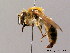  (Andrena hattorfiana - BC ZSM HYM 08729)  @15 [ ] CreativeCommons - Attribution Non-Commercial Share-Alike (2010) Stefan Schmidt SNSB, Zoologische Staatssammlung Muenchen