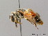  ( - BC ZSM HYM 08731)  @14 [ ] CreativeCommons - Attribution Non-Commercial Share-Alike (2010) Stefan Schmidt SNSB, Zoologische Staatssammlung Muenchen