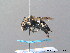  ( - BC ZSM HYM 08741)  @13 [ ] CreativeCommons - Attribution Non-Commercial Share-Alike (2010) Stefan Schmidt SNSB, Zoologische Staatssammlung Muenchen