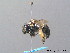  ( - BC ZSM HYM 08743)  @15 [ ] CreativeCommons - Attribution Non-Commercial Share-Alike (2010) Stefan Schmidt SNSB, Zoologische Staatssammlung Muenchen