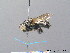  ( - BC ZSM HYM 08744)  @14 [ ] CreativeCommons - Attribution Non-Commercial Share-Alike (2010) Stefan Schmidt SNSB, Zoologische Staatssammlung Muenchen