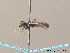  ( - BC ZSM HYM 08762)  @12 [ ] CreativeCommons - Attribution Non-Commercial Share-Alike (2010) Stefan Schmidt SNSB, Zoologische Staatssammlung Muenchen