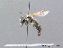  ( - BC ZSM HYM 08805)  @13 [ ] CreativeCommons - Attribution Non-Commercial Share-Alike (2010) Stefan Schmidt SNSB, Zoologische Staatssammlung Muenchen