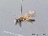  (Andrena fulvata - BC ZSM HYM 08814)  @14 [ ] CreativeCommons - Attribution Non-Commercial Share-Alike (2010) Stefan Schmidt SNSB, Zoologische Staatssammlung Muenchen