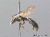  ( - BC ZSM HYM 08818)  @14 [ ] CreativeCommons - Attribution Non-Commercial Share-Alike (2010) Stefan Schmidt SNSB, Zoologische Staatssammlung Muenchen