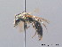  ( - BC ZSM HYM 08819)  @11 [ ] CreativeCommons - Attribution Non-Commercial Share-Alike (2010) Stefan Schmidt SNSB, Zoologische Staatssammlung Muenchen