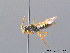  ( - BC ZSM HYM 08825)  @14 [ ] CreativeCommons - Attribution Non-Commercial Share-Alike (2010) Stefan Schmidt SNSB, Zoologische Staatssammlung Muenchen