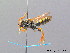  (Nomada goodeniana - BC ZSM HYM 08826)  @15 [ ] CreativeCommons - Attribution Non-Commercial Share-Alike (2010) Stefan Schmidt SNSB, Zoologische Staatssammlung Muenchen