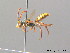  ( - BC ZSM HYM 08828)  @12 [ ] CreativeCommons - Attribution Non-Commercial Share-Alike (2010) Stefan Schmidt SNSB, Zoologische Staatssammlung Muenchen