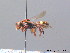  ( - BC ZSM HYM 08831)  @14 [ ] CreativeCommons - Attribution Non-Commercial Share-Alike (2010) Stefan Schmidt SNSB, Zoologische Staatssammlung Muenchen