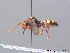  ( - BC ZSM HYM 08832)  @14 [ ] CreativeCommons - Attribution Non-Commercial Share-Alike (2010) Stefan Schmidt SNSB, Zoologische Staatssammlung Muenchen