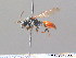  ( - BC ZSM HYM 08833)  @13 [ ] CreativeCommons - Attribution Non-Commercial Share-Alike (2010) Stefan Schmidt SNSB, Zoologische Staatssammlung Muenchen
