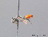  ( - BC ZSM HYM 08834)  @13 [ ] CreativeCommons - Attribution Non-Commercial Share-Alike (2010) Stefan Schmidt SNSB, Zoologische Staatssammlung Muenchen