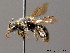  ( - BC ZSM HYM 08855)  @11 [ ] CreativeCommons - Attribution Non-Commercial Share-Alike (2010) Stefan Schmidt SNSB, Zoologische Staatssammlung Muenchen