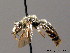  ( - BC ZSM HYM 08857)  @11 [ ] CreativeCommons - Attribution Non-Commercial Share-Alike (2010) Stefan Schmidt SNSB, Zoologische Staatssammlung Muenchen