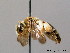  (Andrena pandellei - BC ZSM HYM 08875)  @15 [ ] CreativeCommons - Attribution Non-Commercial Share-Alike (2010) Stefan Schmidt SNSB, Zoologische Staatssammlung Muenchen