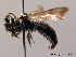  ( - BC ZSM HYM 08879)  @11 [ ] CreativeCommons - Attribution Non-Commercial Share-Alike (2010) Stefan Schmidt SNSB, Zoologische Staatssammlung Muenchen