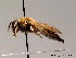  (Andrena bluethgeni - BC ZSM HYM 08888)  @14 [ ] CreativeCommons - Attribution Non-Commercial Share-Alike (2010) Stefan Schmidt SNSB, Zoologische Staatssammlung Muenchen