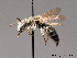  ( - BC ZSM HYM 08893)  @11 [ ] CreativeCommons - Attribution Non-Commercial Share-Alike (2010) Stefan Schmidt SNSB, Zoologische Staatssammlung Muenchen