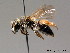  ( - BC ZSM HYM 08894)  @11 [ ] CreativeCommons - Attribution Non-Commercial Share-Alike (2010) Stefan Schmidt SNSB, Zoologische Staatssammlung Muenchen
