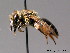  ( - BC ZSM HYM 08895)  @11 [ ] CreativeCommons - Attribution Non-Commercial Share-Alike (2010) Stefan Schmidt SNSB, Zoologische Staatssammlung Muenchen