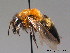  ( - BC ZSM HYM 08926)  @15 [ ] CreativeCommons - Attribution Non-Commercial Share-Alike (2010) Stefan Schmidt SNSB, Zoologische Staatssammlung Muenchen