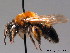  ( - BC ZSM HYM 08927)  @15 [ ] CreativeCommons - Attribution Non-Commercial Share-Alike (2010) Stefan Schmidt SNSB, Zoologische Staatssammlung Muenchen