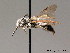 ( - BC ZSM HYM 08928)  @14 [ ] CreativeCommons - Attribution Non-Commercial Share-Alike (2010) Stefan Schmidt SNSB, Zoologische Staatssammlung Muenchen