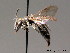  ( - BC ZSM HYM 08929)  @14 [ ] CreativeCommons - Attribution Non-Commercial Share-Alike (2010) Stefan Schmidt SNSB, Zoologische Staatssammlung Muenchen