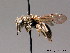  (Andrena subopaca - BC ZSM HYM 08930)  @14 [ ] CreativeCommons - Attribution Non-Commercial Share-Alike (2010) Stefan Schmidt SNSB, Zoologische Staatssammlung Muenchen