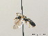  (Halictus maculatus - BC ZSM HYM 08952)  @14 [ ] CreativeCommons - Attribution Non-Commercial Share-Alike (2010) Stefan Schmidt SNSB, Zoologische Staatssammlung Muenchen