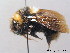  (Bombus barbutellus - BC ZSM HYM 08964)  @15 [ ] CreativeCommons - Attribution Non-Commercial Share-Alike (2010) Stefan Schmidt SNSB, Zoologische Staatssammlung Muenchen