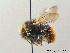  (Bombus wurflenii - BC ZSM HYM 08979)  @14 [ ] CreativeCommons - Attribution Non-Commercial Share-Alike (2010) Stefan Schmidt SNSB, Zoologische Staatssammlung Muenchen