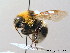  (Bombus ruderatus - BC ZSM HYM 08984)  @14 [ ] CreativeCommons - Attribution Non-Commercial Share-Alike (2010) Stefan Schmidt SNSB, Zoologische Staatssammlung Muenchen