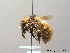  (Bombus mucidus - BC ZSM HYM 08991)  @14 [ ] CreativeCommons - Attribution Non-Commercial Share-Alike (2010) Stefan Schmidt SNSB, Zoologische Staatssammlung Muenchen